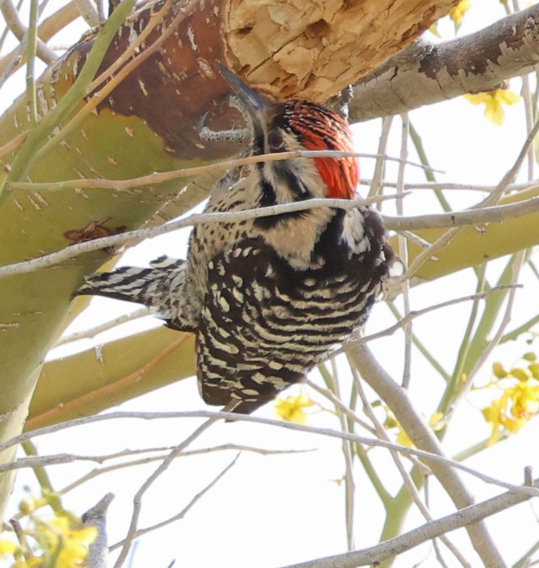 Ladder-backed Woodpecker - ML633052605