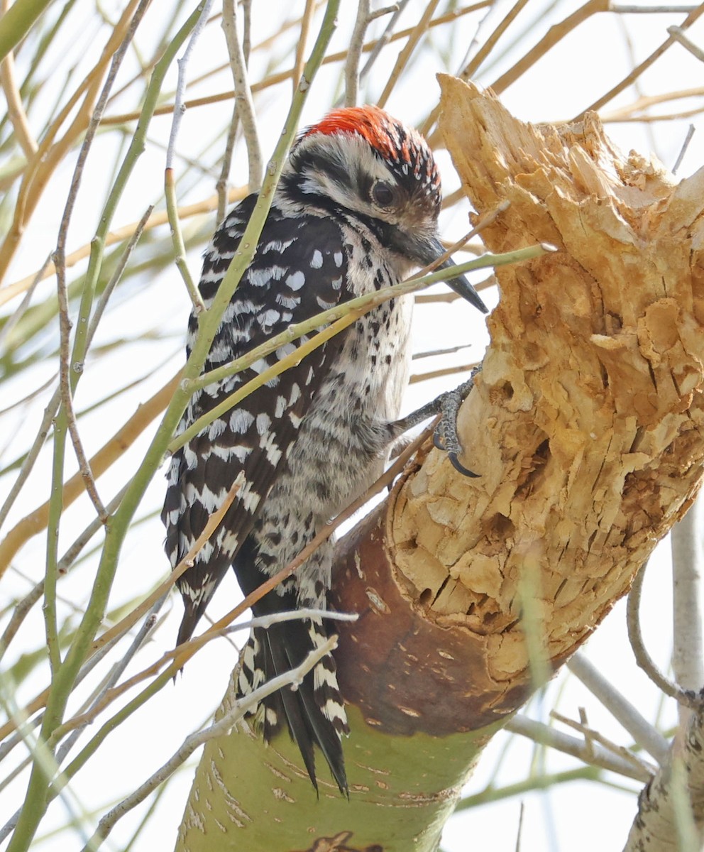 Ladder-backed Woodpecker - ML633052606