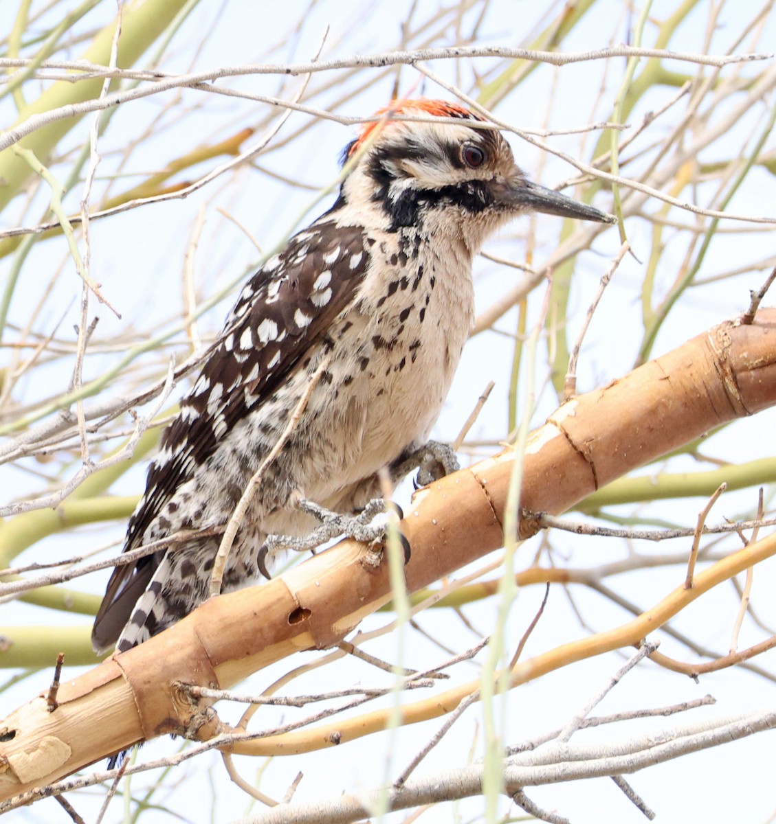 Ladder-backed Woodpecker - ML633052607
