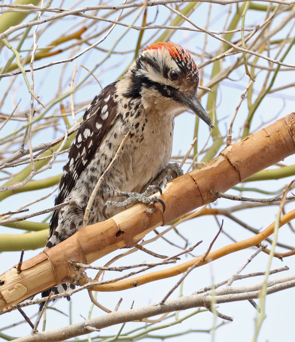 Ladder-backed Woodpecker - ML633052608