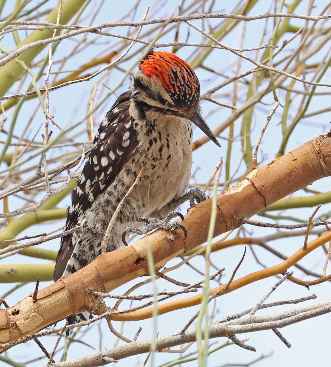 Ladder-backed Woodpecker - ML633052609
