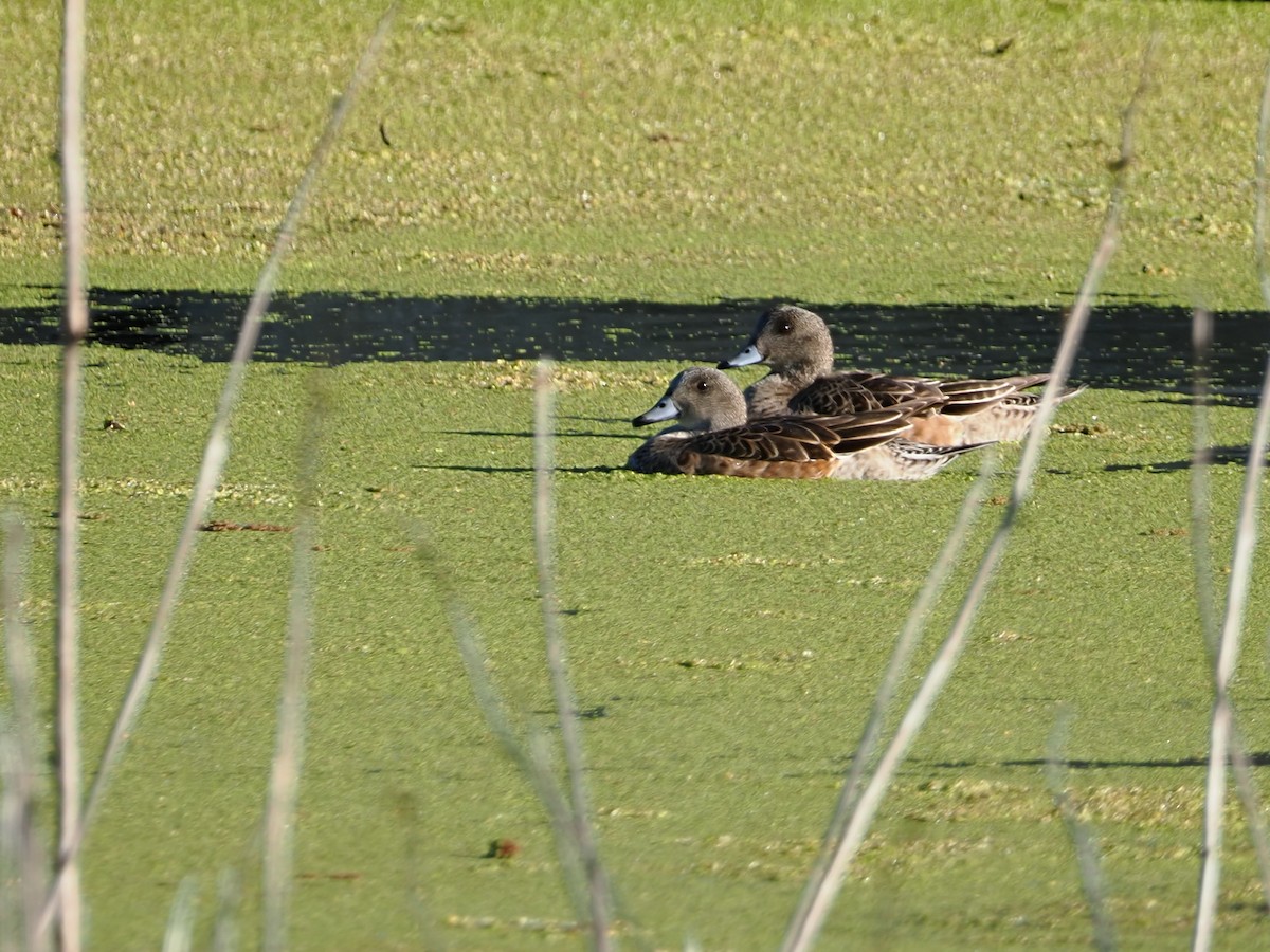 American Wigeon - ML633052633
