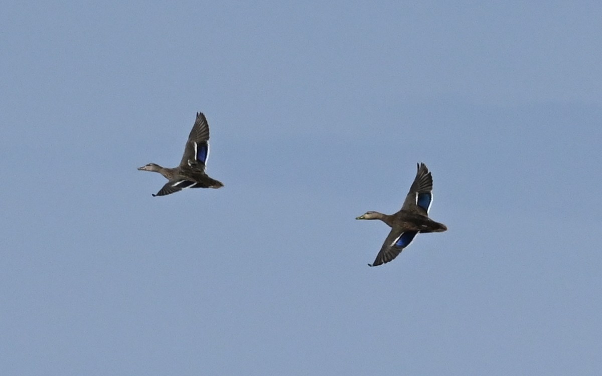 kachna divoká/mexická - ML633052673