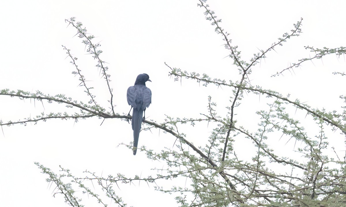 Bristle-crowned Starling - ML633052716