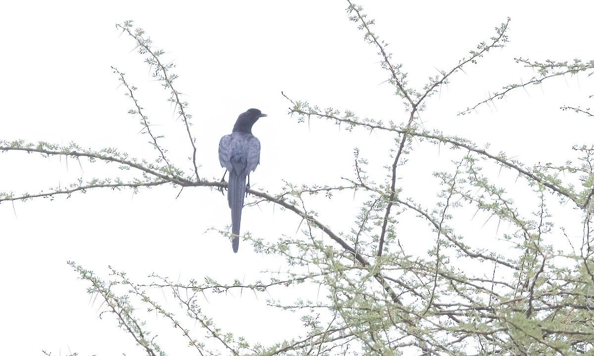 Bristle-crowned Starling - ML633052717