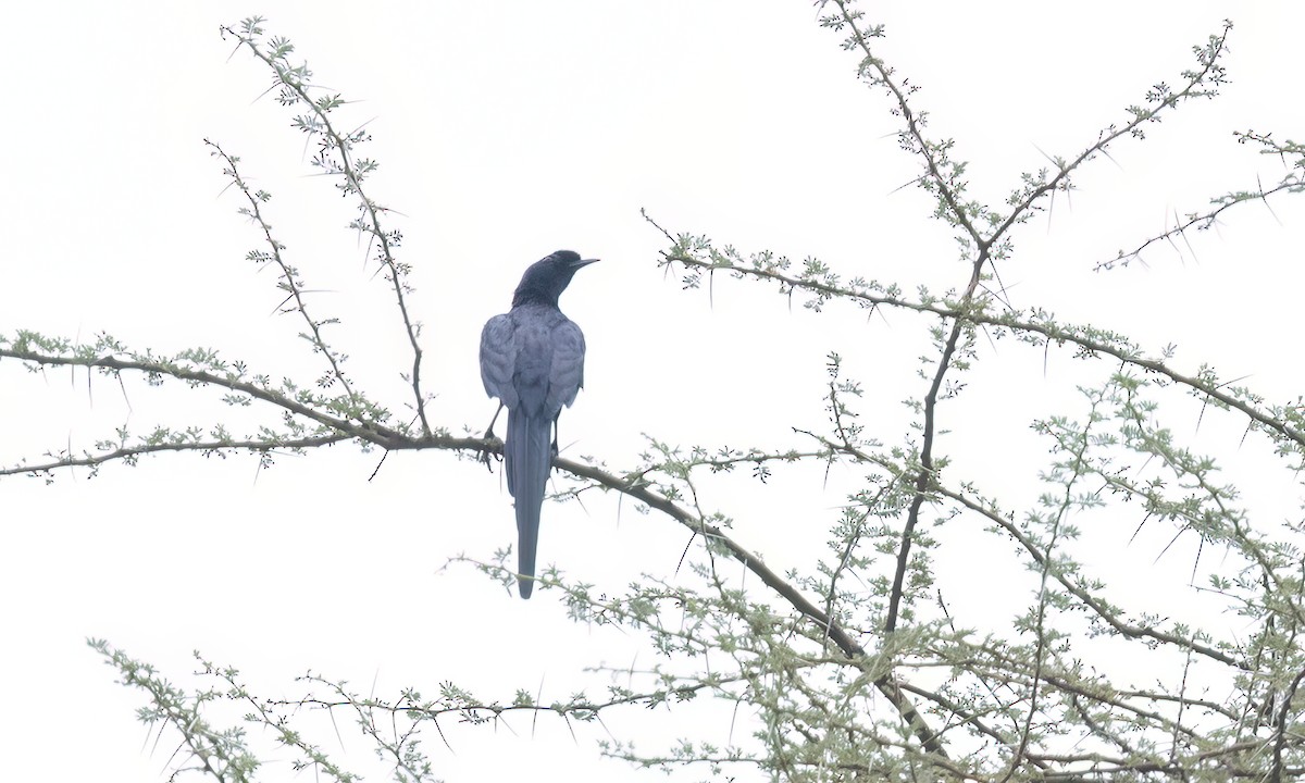 Bristle-crowned Starling - ML633052718