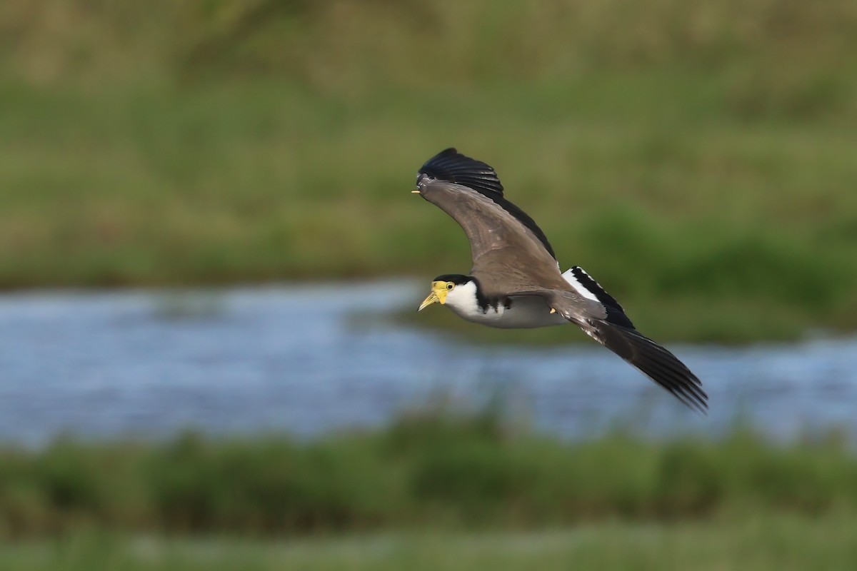 Masked Lapwing (Black-shouldered) - ML633052866