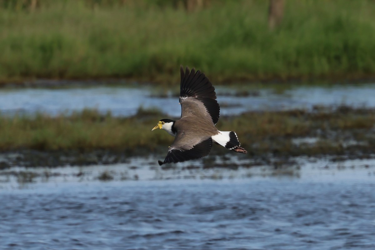 Masked Lapwing (Black-shouldered) - ML633052867