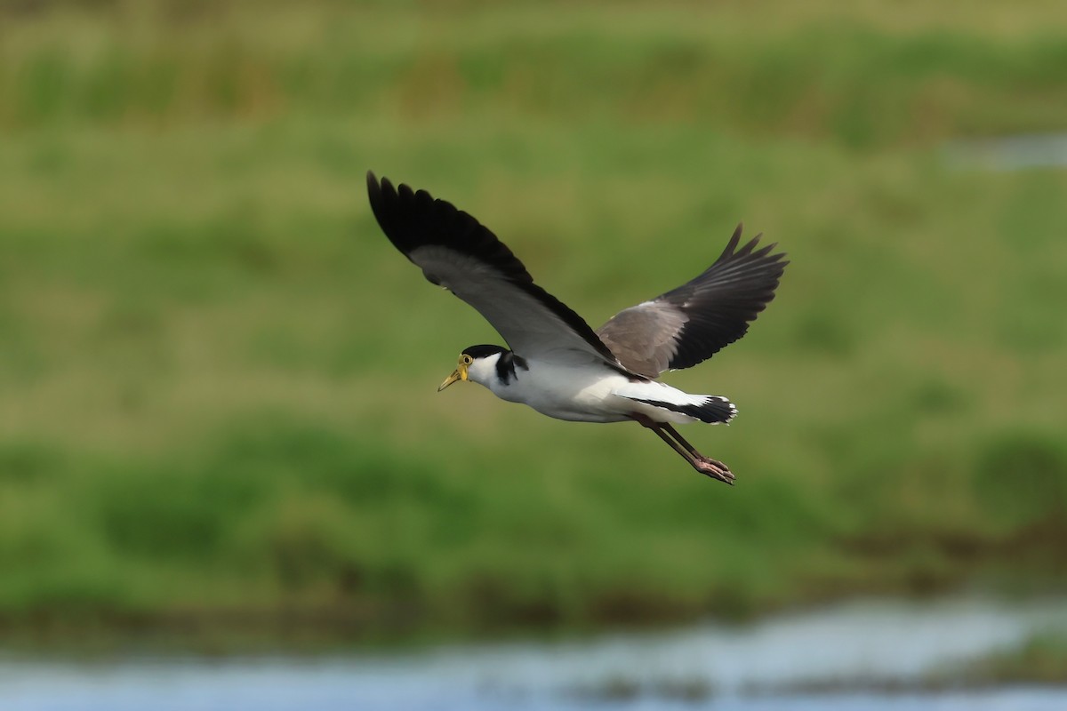 Masked Lapwing (Black-shouldered) - ML633052869