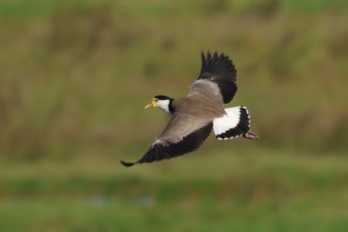 Masked Lapwing (Black-shouldered) - ML633052870