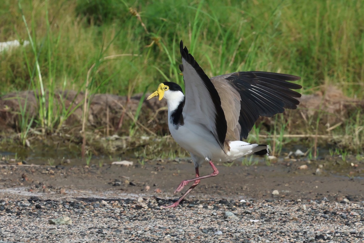 Masked Lapwing (Black-shouldered) - ML633052886