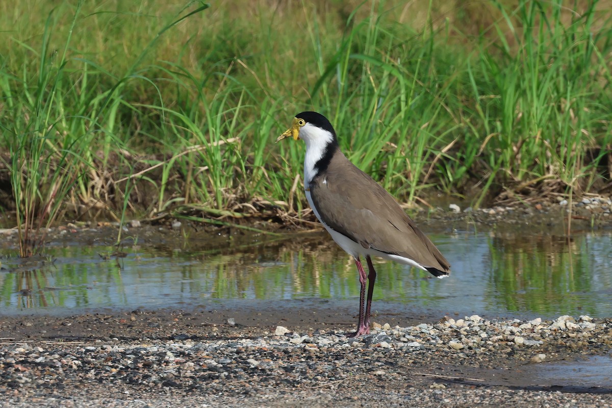 Masked Lapwing (Black-shouldered) - ML633052888