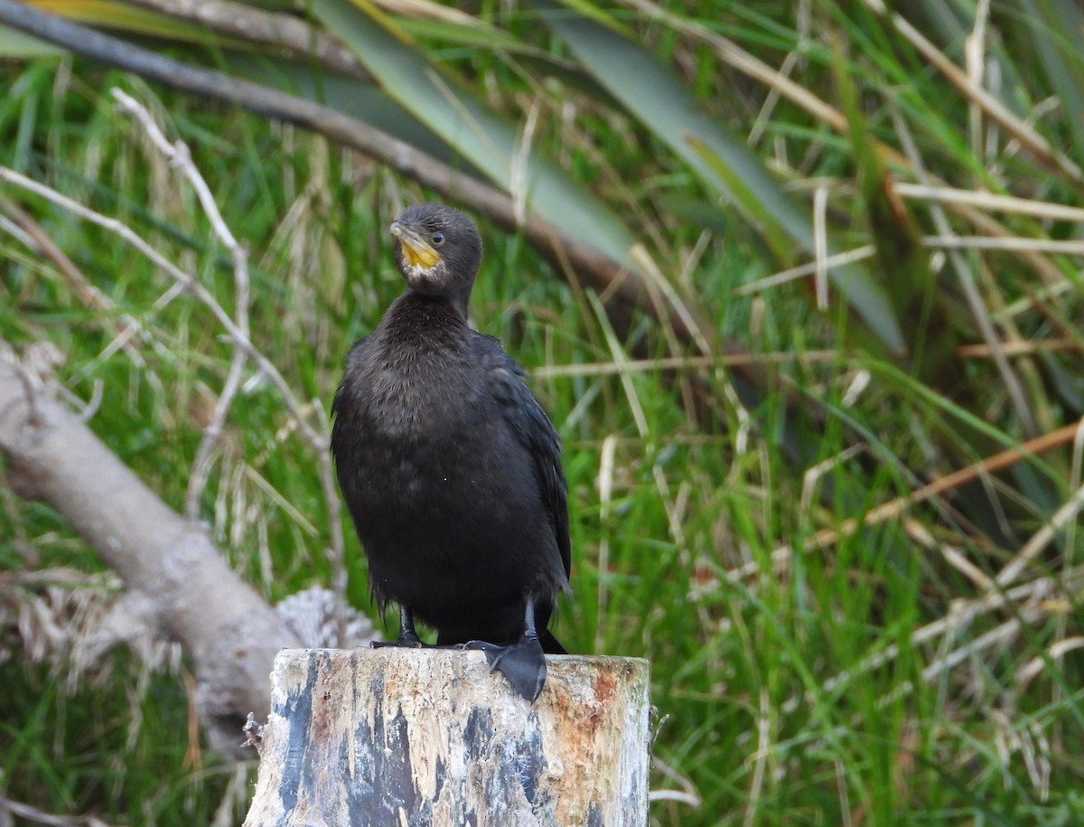 Cormoran pie - ML633053013