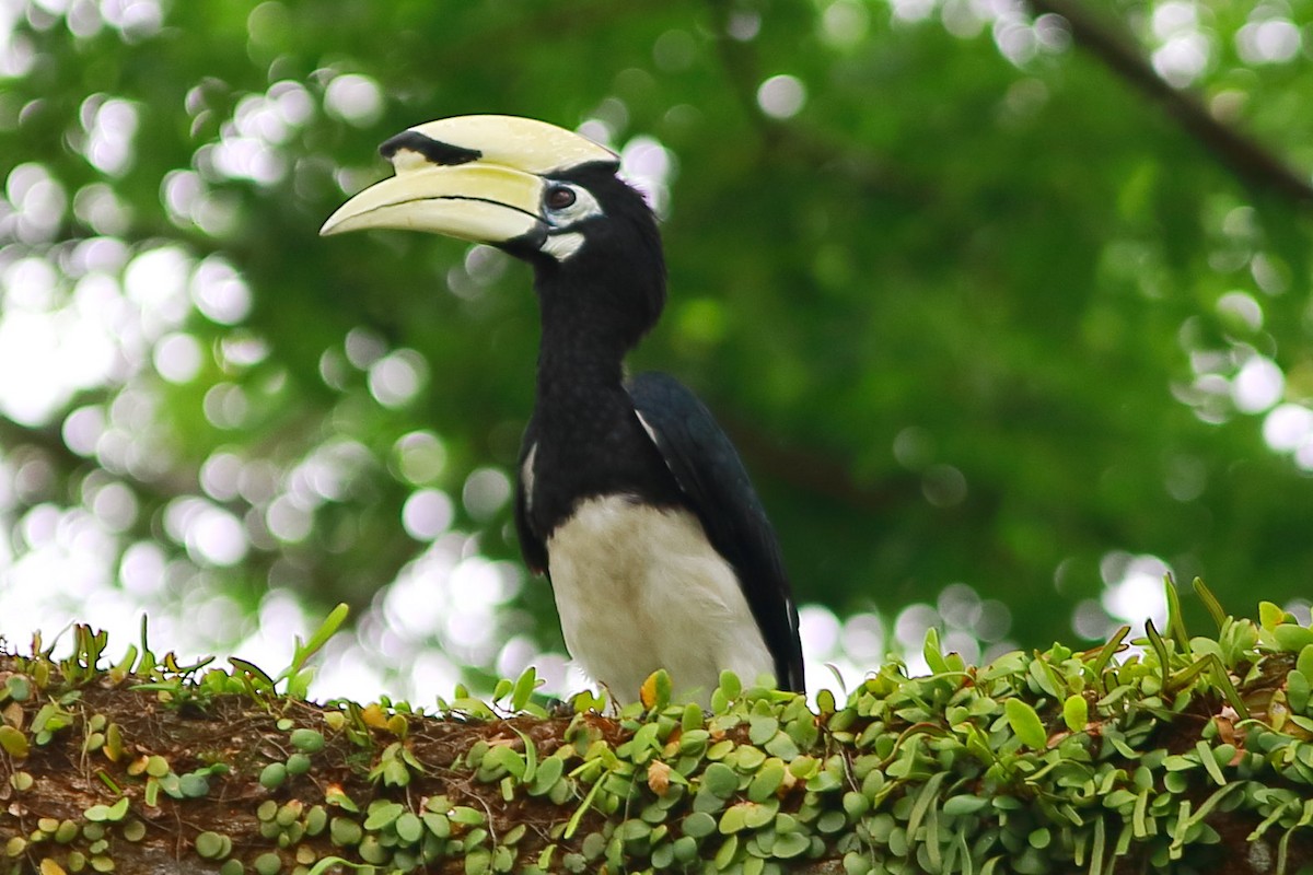 Oriental Pied-Hornbill - ML633053143