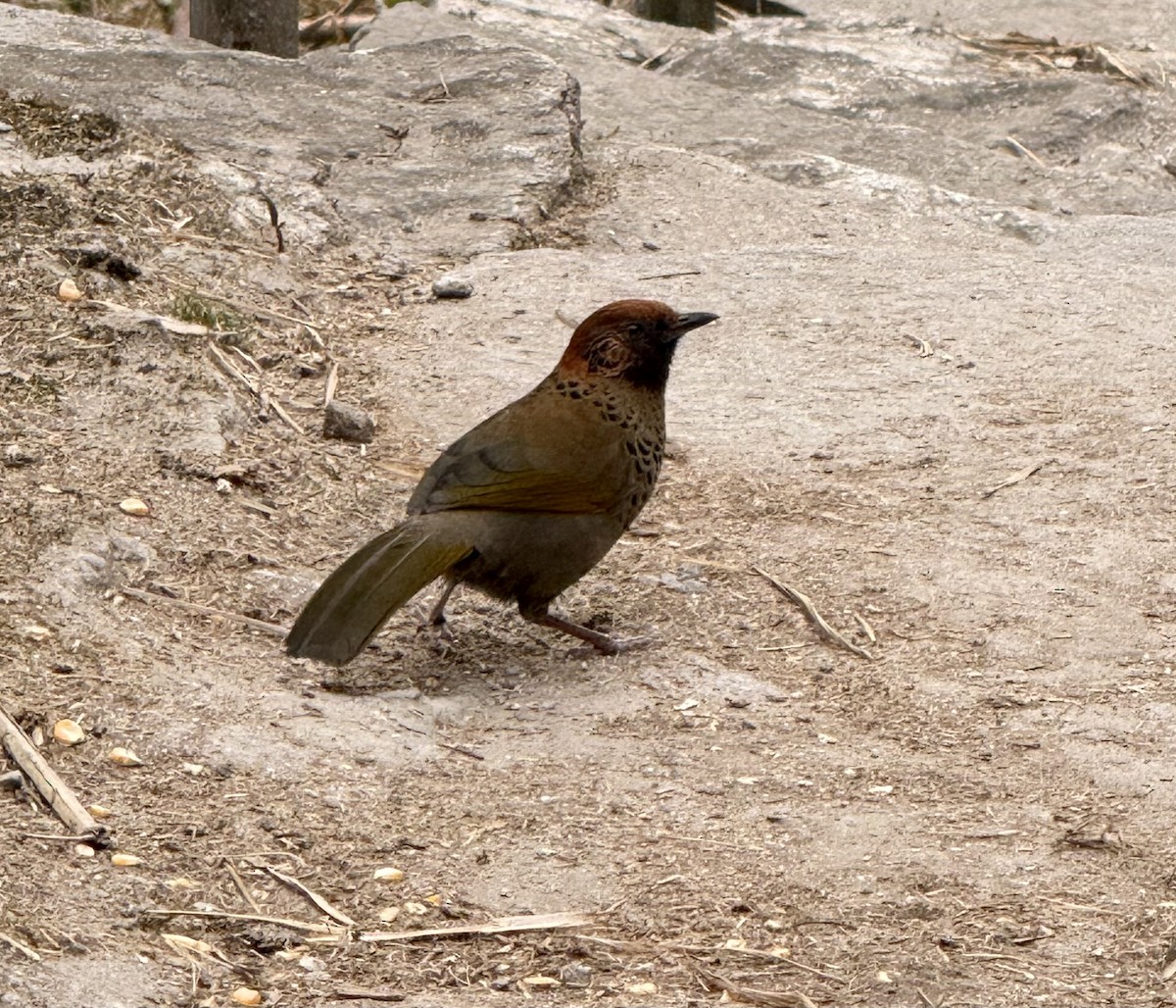 Chestnut-crowned Laughingthrush - ML633053146