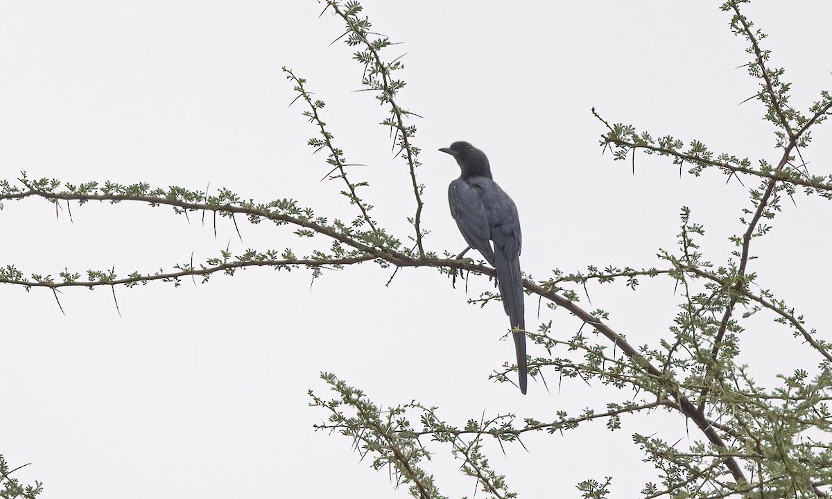 Bristle-crowned Starling - ML633053168