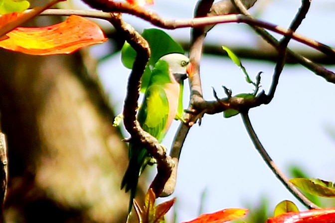 Red-breasted Parakeet - ML633053174
