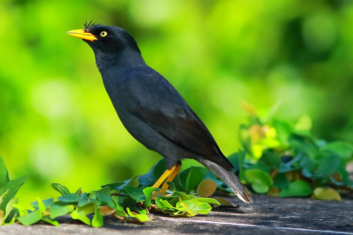 Javan Myna - ML633053198