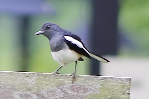 Oriental Magpie-Robin - ML633053204