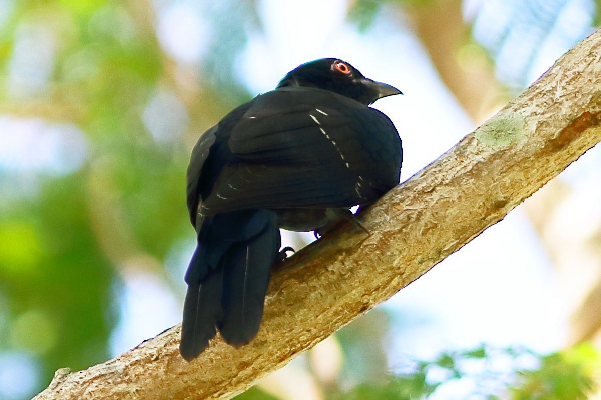 Asian Koel - ML633053212