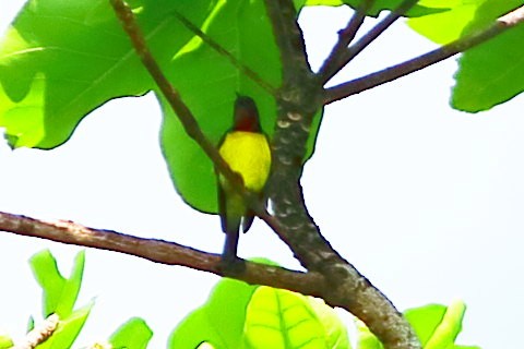 Brown-throated Sunbird - ML633053217