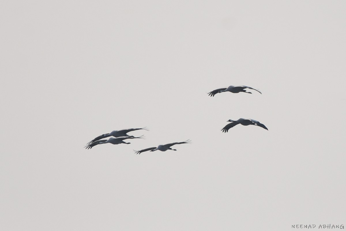 Common Crane - ML633053235