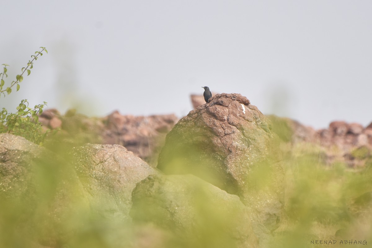 Blue Rock-Thrush - ML633053251