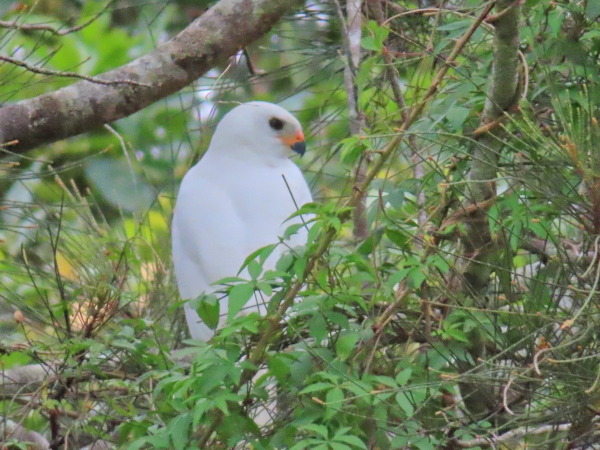 Gray Goshawk - ML633053271