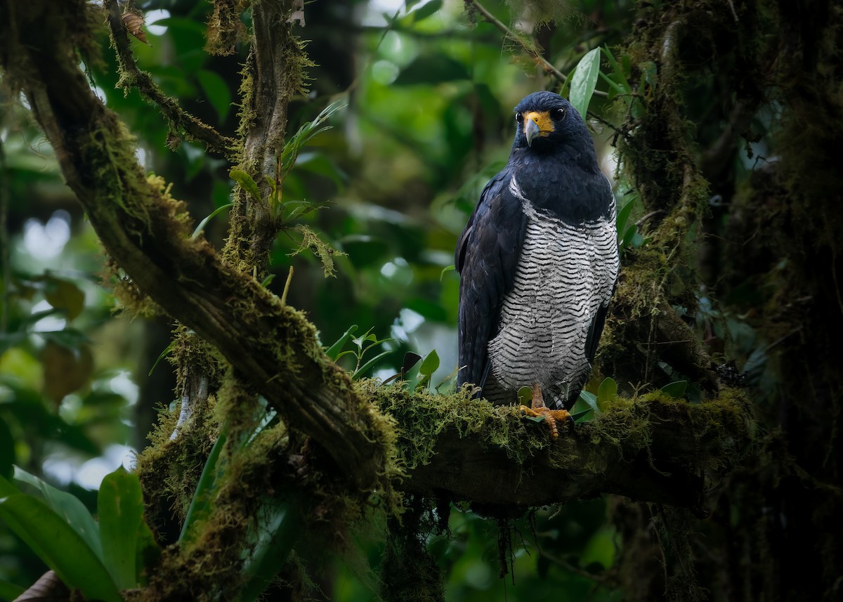 Barred Hawk - ML633053375