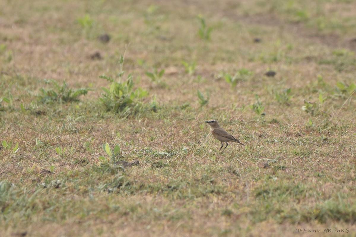 Isabelline Wheatear - ML633053390