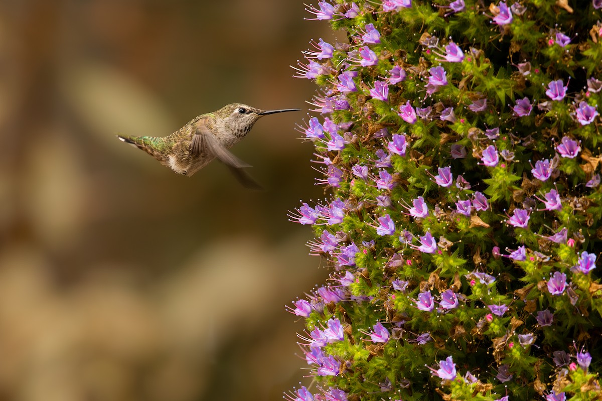 Anna's Hummingbird - ML633053816