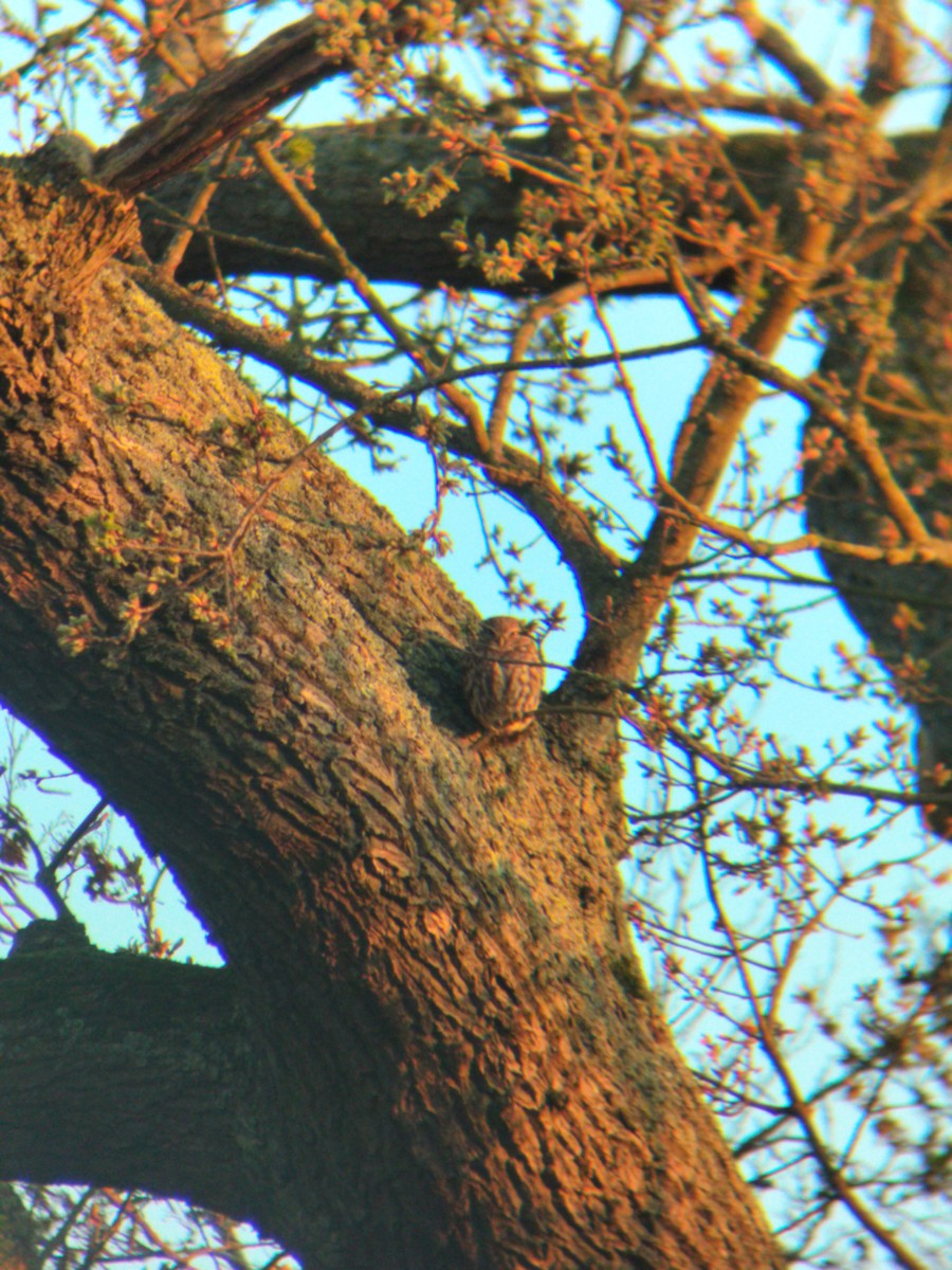 Little Owl - ML633053858