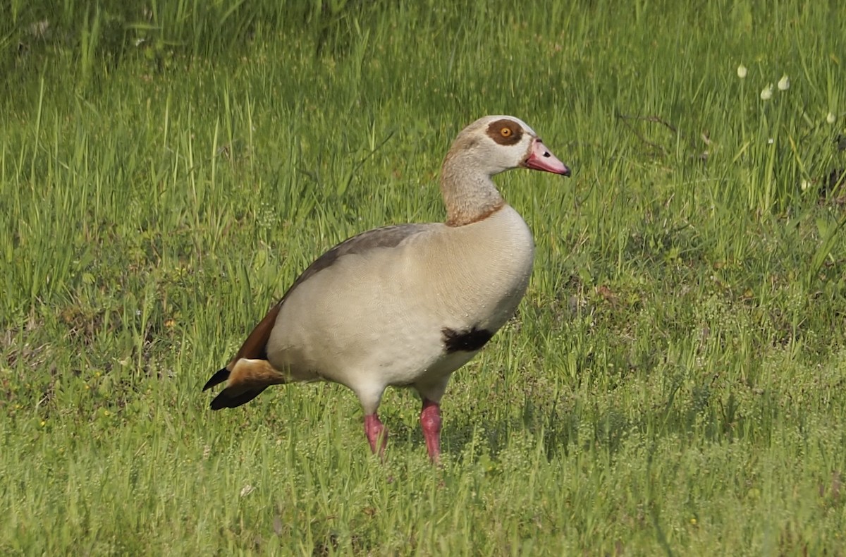 Egyptian Goose - ML633053866