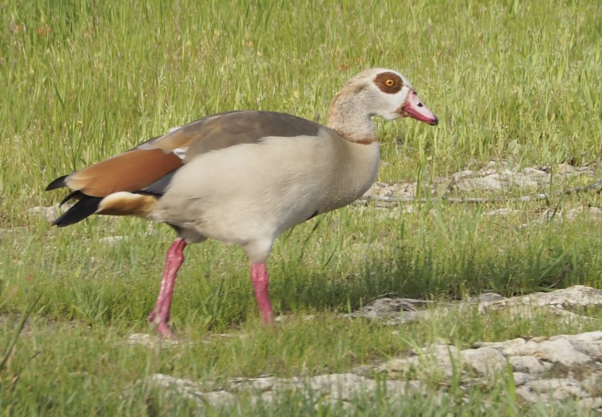 Egyptian Goose - ML633053867