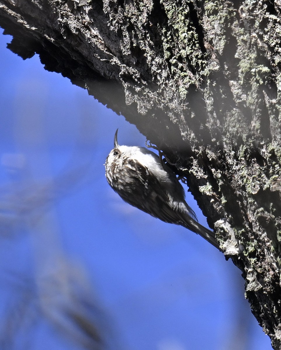 Brown Creeper - ML633053869