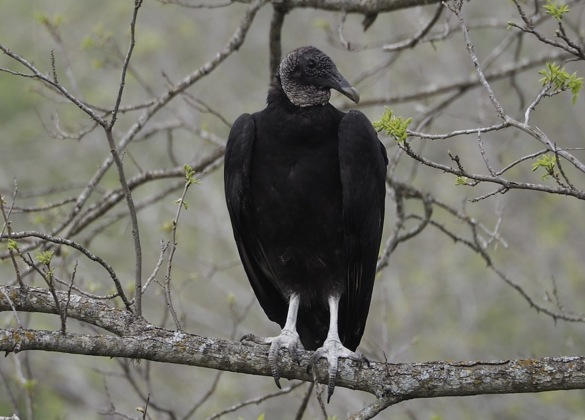 Black Vulture - ML633053877