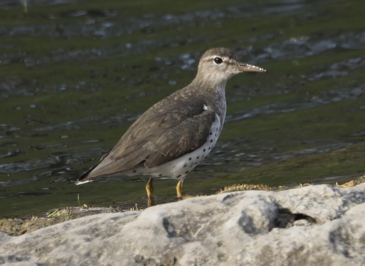 Spotted Sandpiper - ML633053895