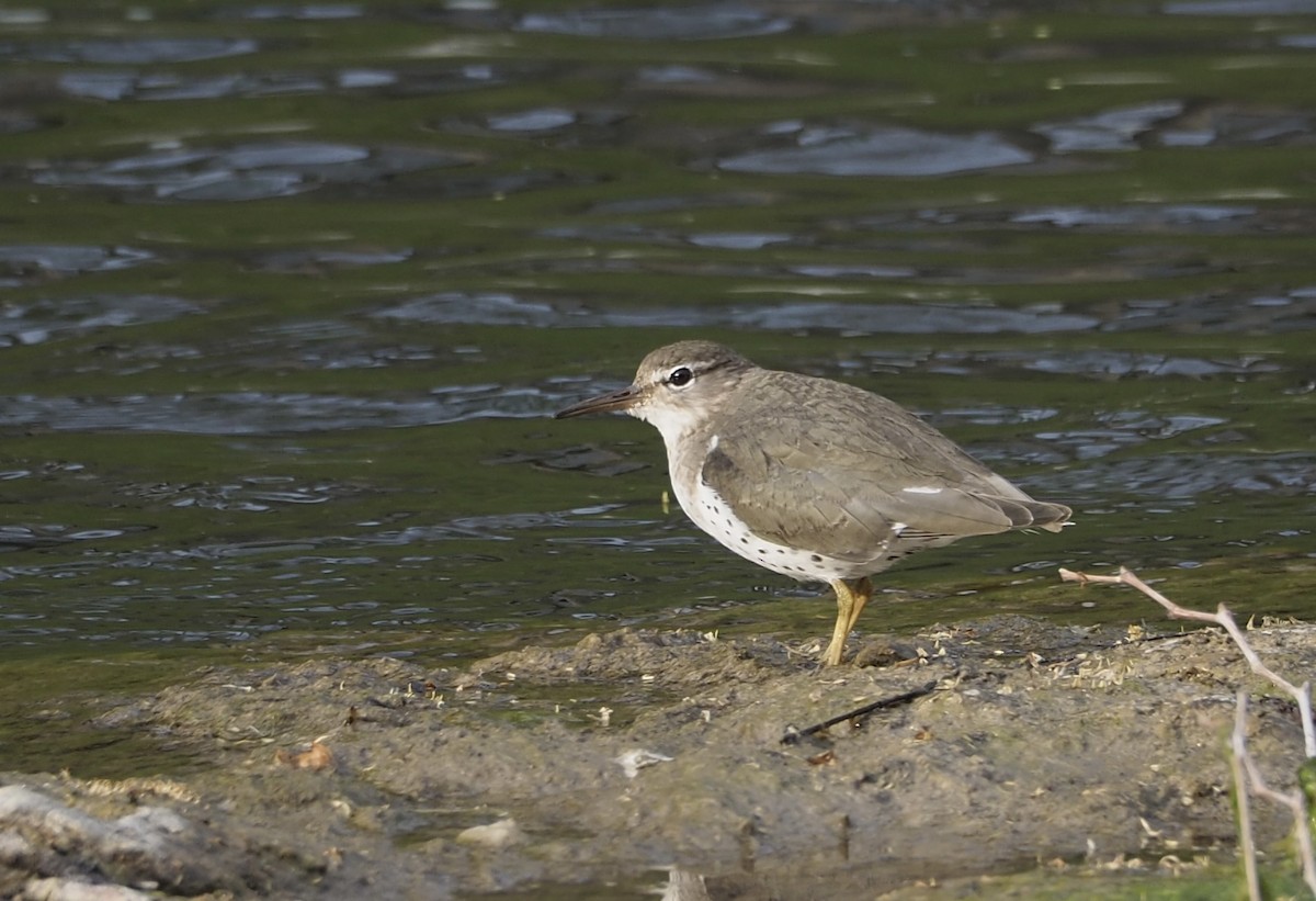 Spotted Sandpiper - ML633053896