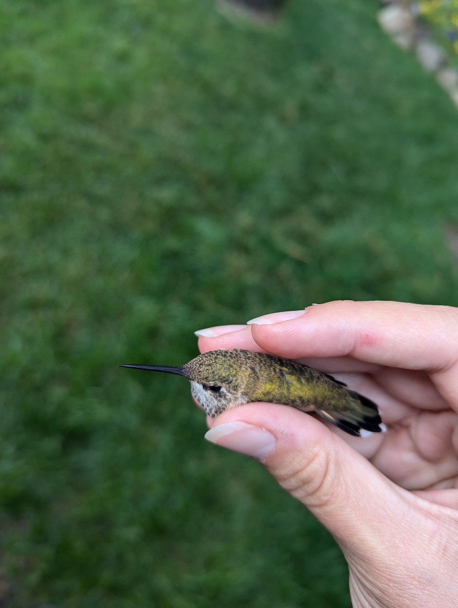 Hybride Colibri à gorge noire x C. calliope - ML633054025