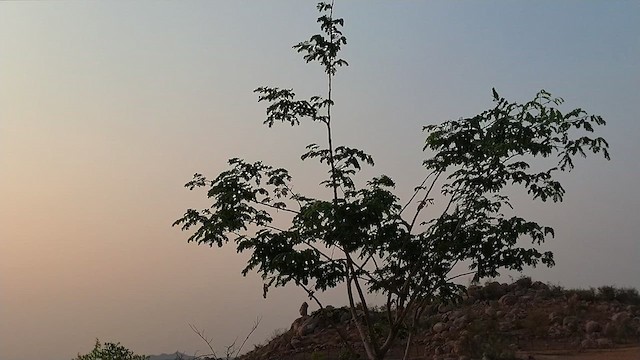 Common Iora - ML633054118