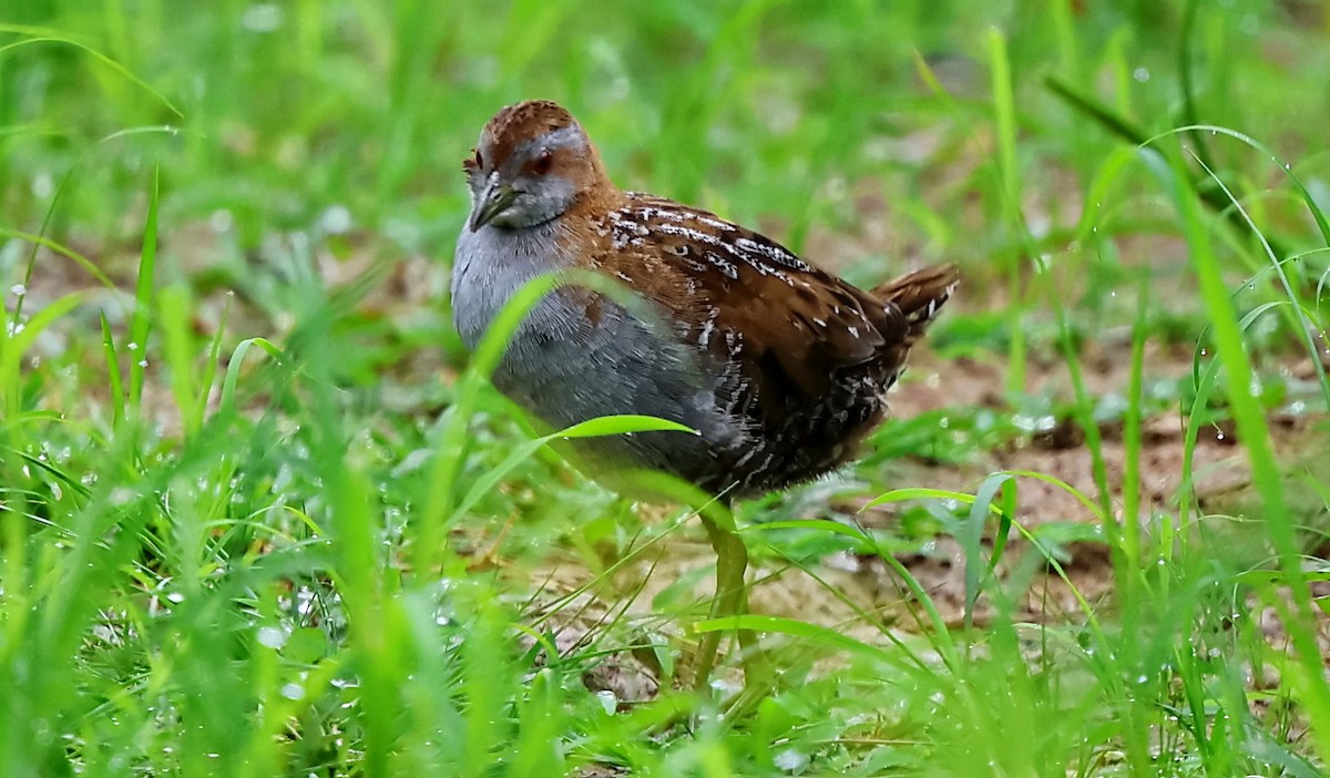 Baillon's Crake - ML633054161