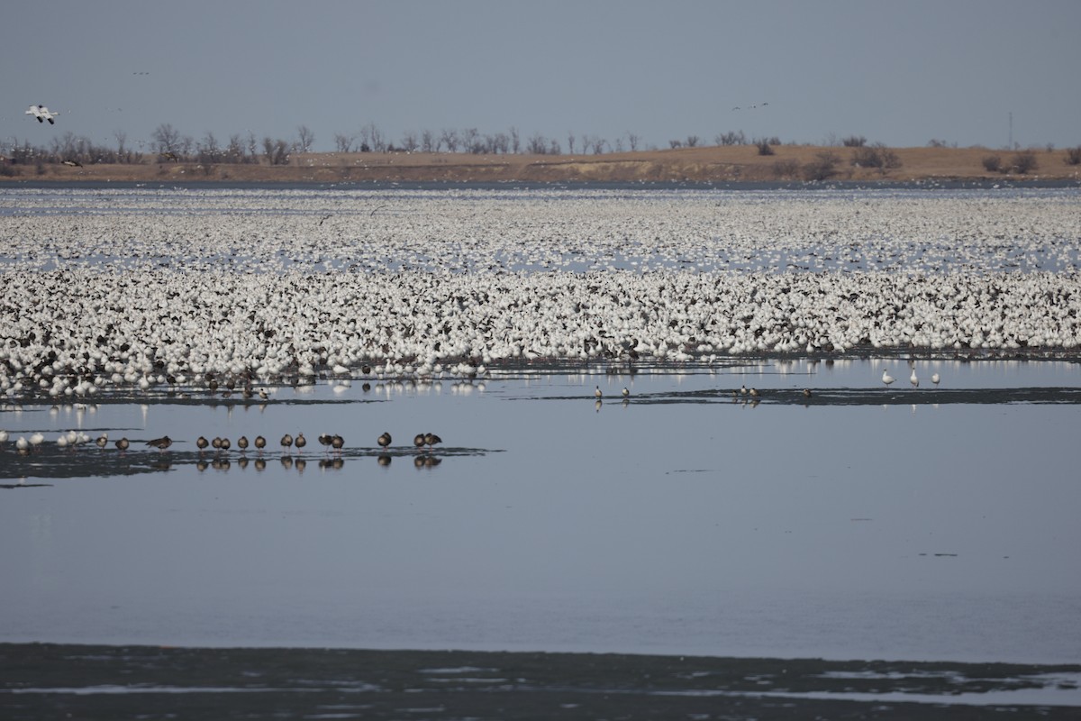 Snow Goose - ML633054300