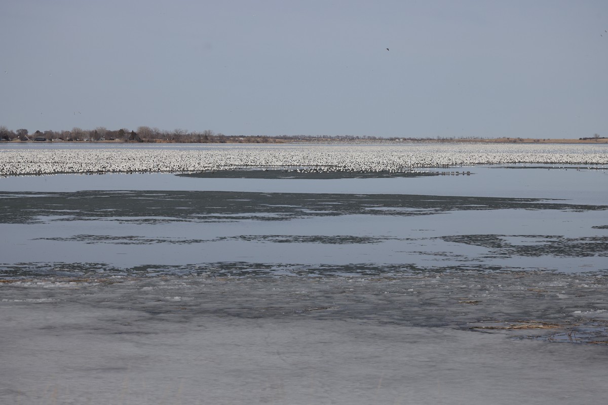 Snow Goose - ML633054301