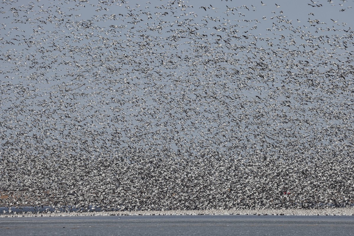 Snow Goose - ML633054302