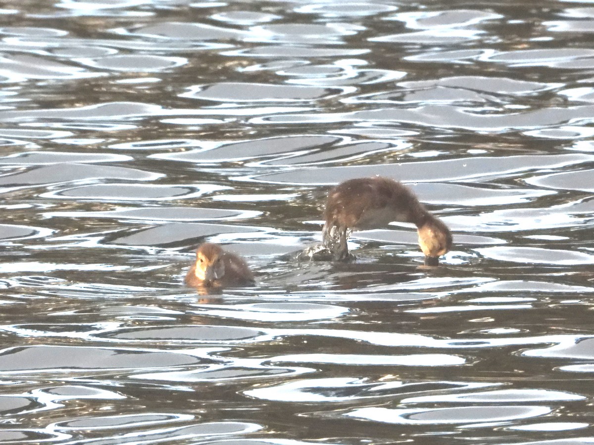 New Zealand Scaup - ML633054518