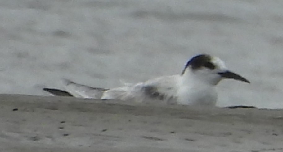 Common Tern - ML633054534