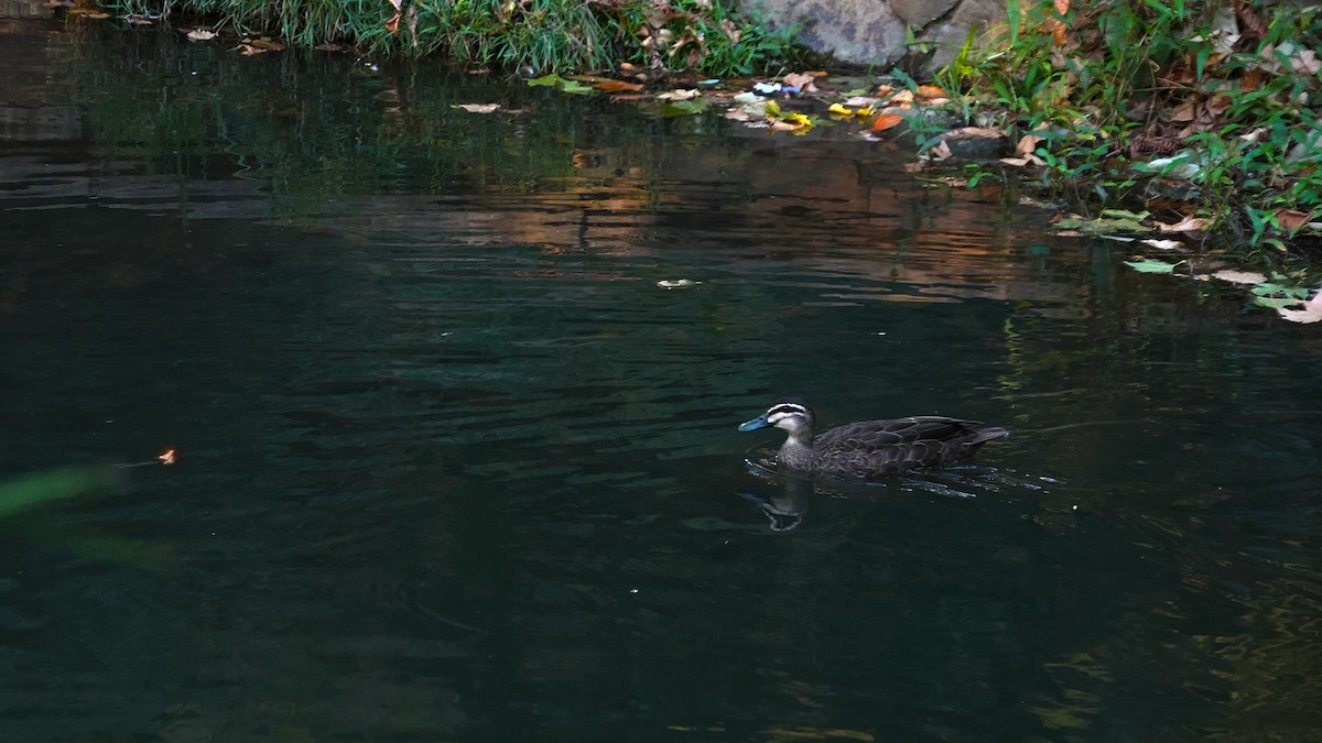 Pacific Black Duck - ML633054644