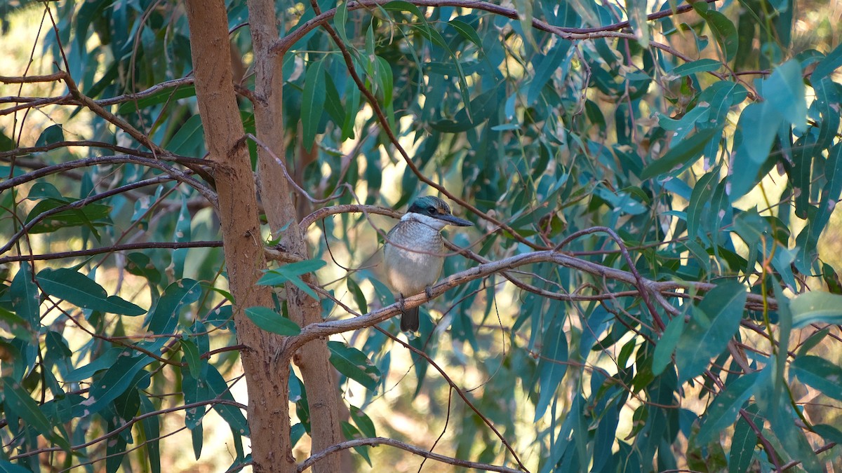 Sacred Kingfisher - ML633054649