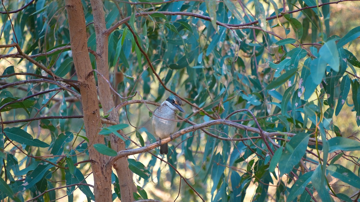Sacred Kingfisher - ML633054650
