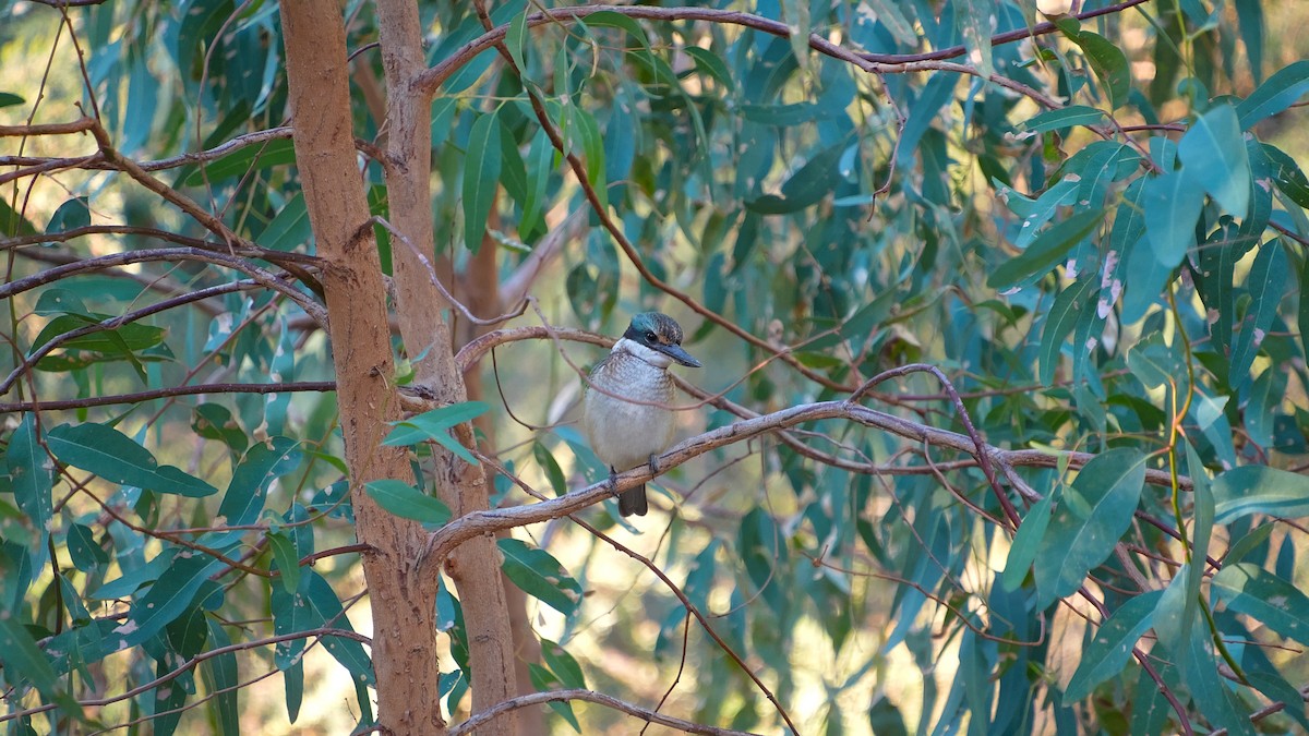 Sacred Kingfisher - ML633054651